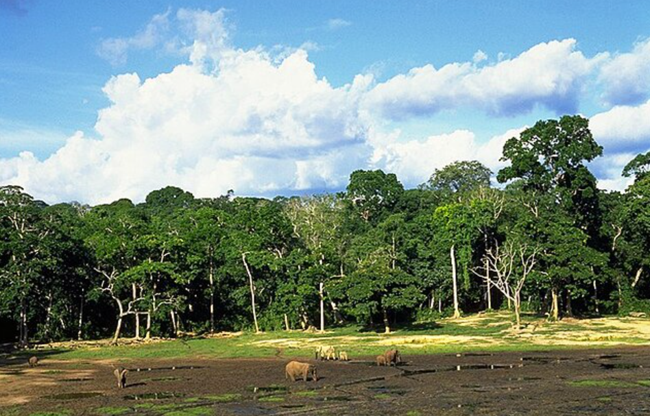 Sangha River, Southwest (near Dzanga-Sangha), Central African Republic